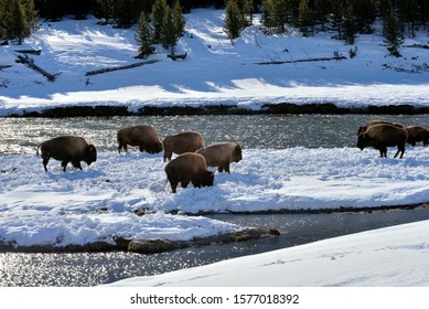 Bison cows on snowy strand in river in Yellowstone National Park, USA.