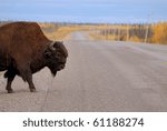 A bison crosses a highway outside Yellowknife, NWT
