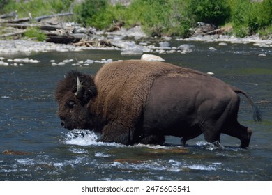A bison crosses a river