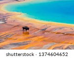 Bison crossing the Grand Prismatic Spring, Yellowstone National Park, USA