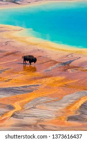 Bison crossing the Grand Prismatic Spring, Yellowstone National Park, USA - Shutterstock ID 1373616437