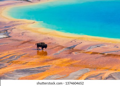 Bison crossing the Grand Prismatic Spring, Yellowstone National Park, USA - Shutterstock ID 1374604652