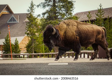 Bison Crossing Old Faithful Inn Color