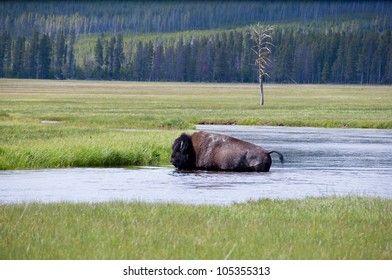 Bison Crossing River