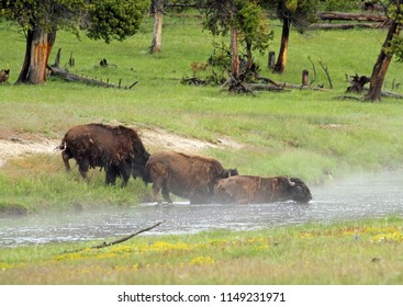 Bison Crossing A River