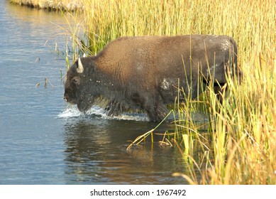 Bison Crossing River