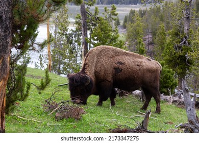 Bison Eating Grass In American Landscape. Yellowstone National Park. United States. Nature Background.