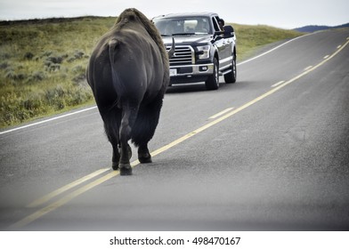 Bison Faces Car