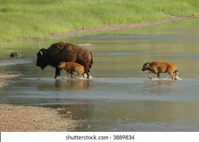 Bison family crossing a shallow river in North Dakota.