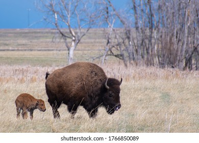 Bison Family Foraging For Food