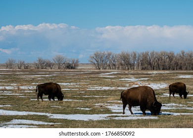 Bison Family Foraging For Food