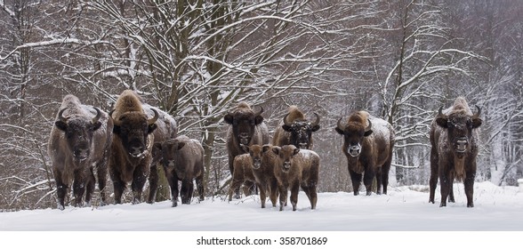 Bison Family In Winter Day In The Snow 