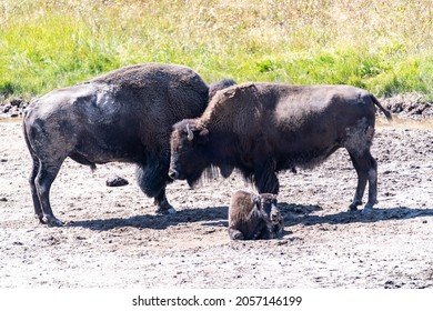 Bison Family In Yellowstone National Park