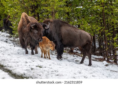 Bison Family With Young Calf At The Yellowstone Park