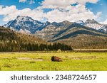 Bison in the Field by the Grand Teton Range