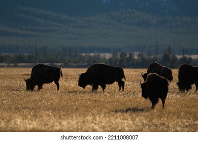 Bison In Golden Light In Yellowstone National Park. 