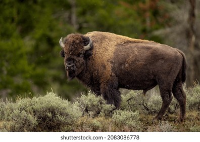 A Bison Grand Teton National Park 