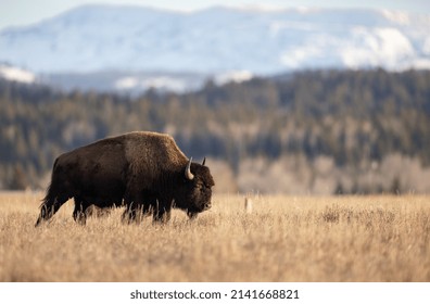 Bison In Grand Teton National Park