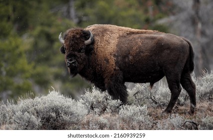 Bison In Grand Teton National Park 