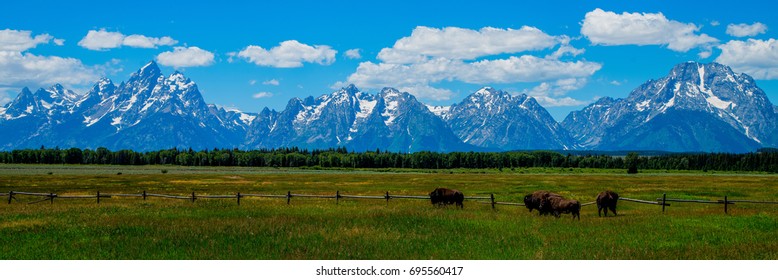 Bison, Grand Teton National Park