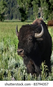 Bison In The Grand Teton National Park.