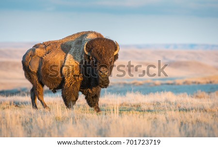 Bison in Grasslands