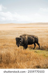 Bison in the grasslands of Badlands National park