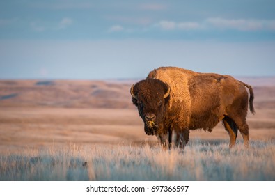 Bison In Grasslands National Park