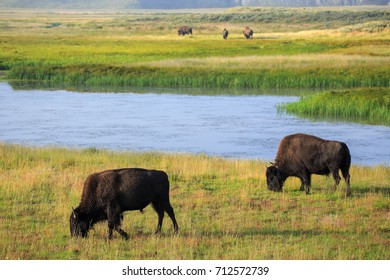 bison in grasslands of Yellowstone National Park in Wyoming in the United States of America