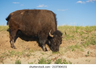 A Bison Grazes In The Badlands Of North Dakota.