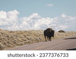 Bison grazing alone in Lamar Valley, Yellowstone National Park