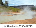 Bison Grazing By Thermal Pools in Yellowstone National Park in Wyoming