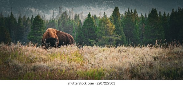 A Bison Grazing In The Field