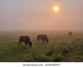 Bison grazing in a field in the morning fog while the sun is rising on a summer's day in Yellowstone National Park, Wyoming, 2024. - Powered by Shutterstock