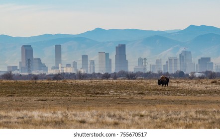 A Bison Grazing in Front of Denver Skyline