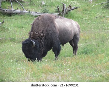 Bison Grazing In The Grassy Field