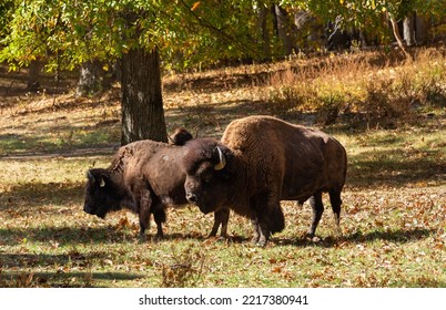 Bison Grazing In The Lone Elk Park At Saint Louis, Mo.