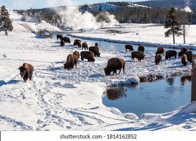 Bison grazing near Yellowstone hot springs in winter - Shutterstock ID 1814162852