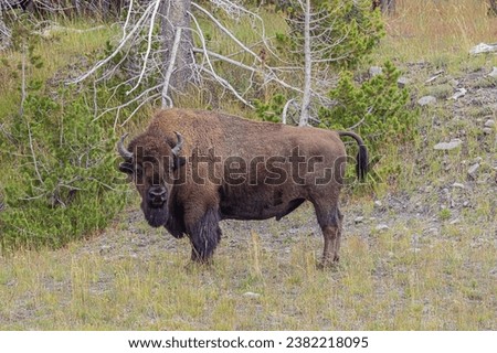 Similar – mr. bison Wild animal