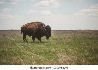 Bison grazing at the Tallgrass Prairie Reserve in Oklahoma