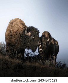 Bison are gregarious, forming fluid groups of females with calves, young males up to 2 or 3 and possibly a few older males.