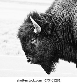 Bison Head