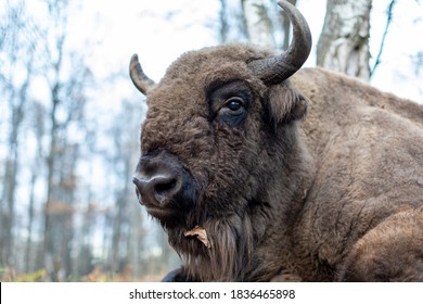 Bison High Res Stock Images Shutterstock