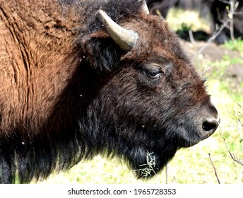 Bison head closeup. Minneopa State Park in Minnesota.