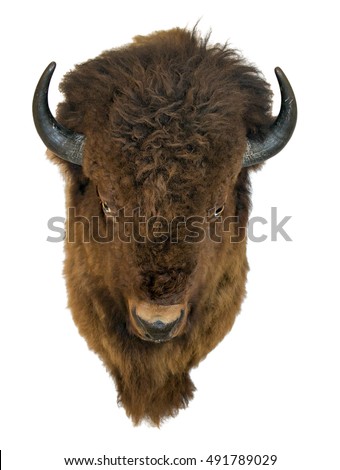 Bison head isolated on a white background. Furry buffalo trophy hanging on the wall.
