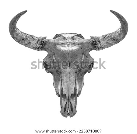 Bison head skull on a transparent background. isolated object. Element for design