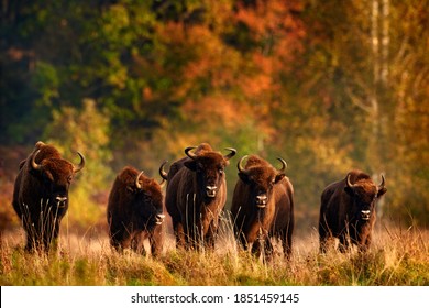 Bison Herd In The Autumn Forest, Sunny Scene With Big Brown Animal In The Nature Habitat, Yellow Leaves On The Trees, Bialowieza NP, Poland. Wildlife Scene From Nature. Big Brown European Bison.