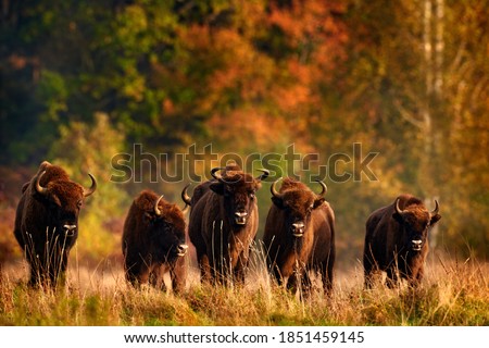 Bison herd in the autumn forest, sunny scene with big brown animal in the nature habitat, yellow leaves on the trees, Bialowieza NP, Poland. Wildlife scene from nature. Big brown European bison.