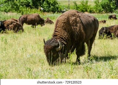 Bison Herd (Buffalo) In Custer SP, Black Hills, SD, USA