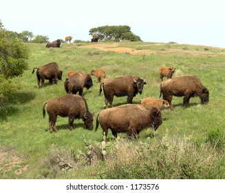 bison herd at catalina island, CA
